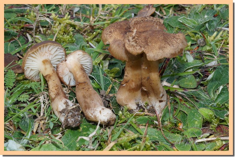 hygrocybe ingrata 14.jpg