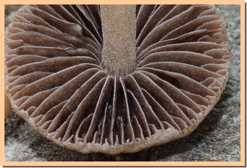 panaeolus foenisecii lames 25.jpg