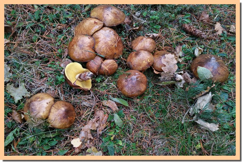 suillus .jpg