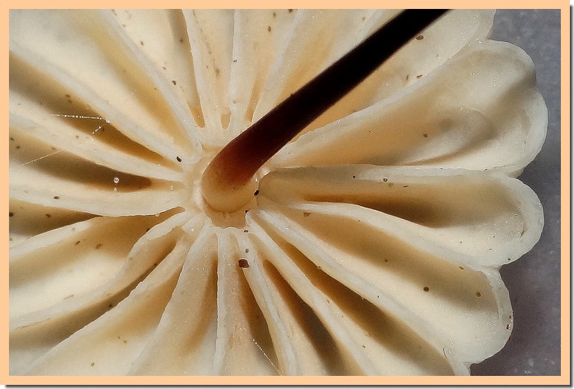 marasmius rotula collarium.jpg