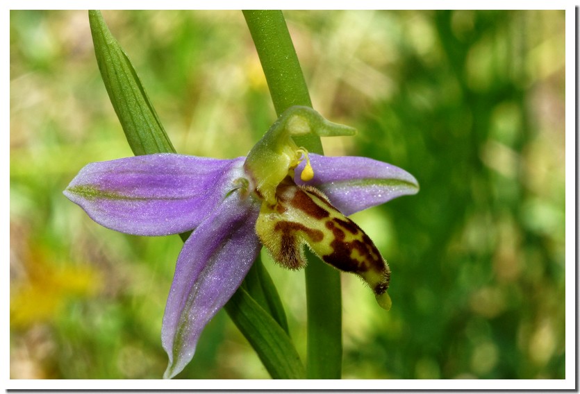 ophrys apifera trollii 23.jpg