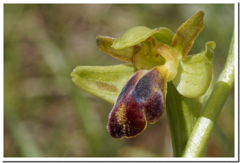 ophrys sulcata2.jpg
