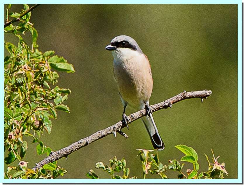 pie-grièche écorcheur.jpg