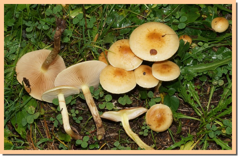 pholiota graminis.jpg