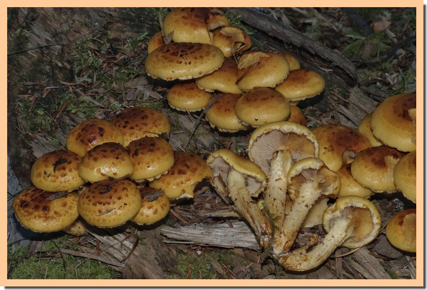 pholiota adiposa 15.jpg