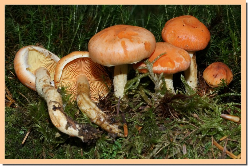 pholiota astragalina 16.jpg