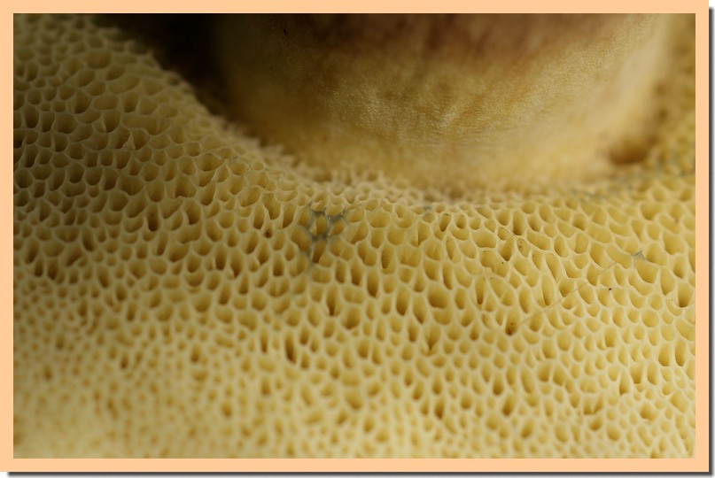 xerocomus badius pores.jpg