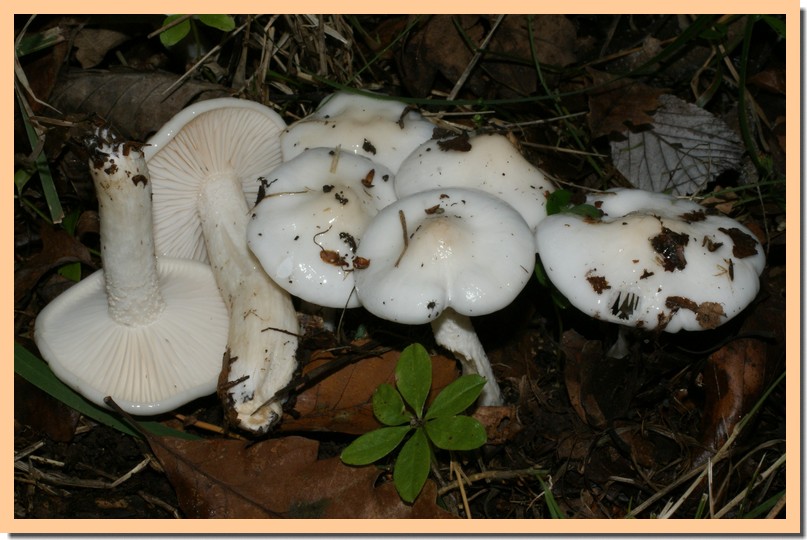 hygrophorus cossus.jpg