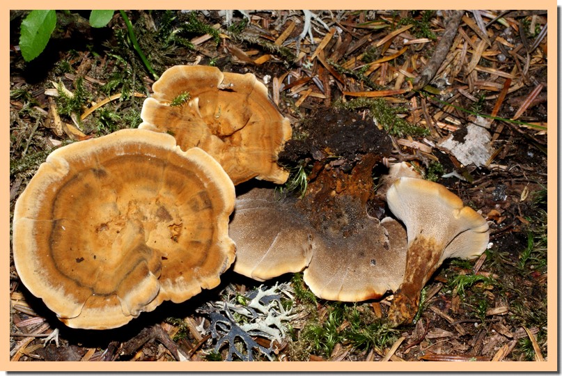 coltricia perennis.jpg