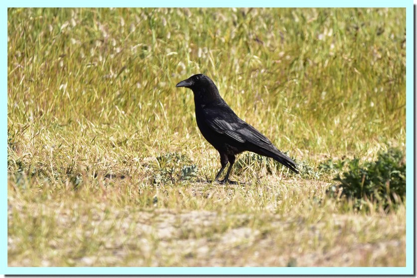 corneille noire.jpg