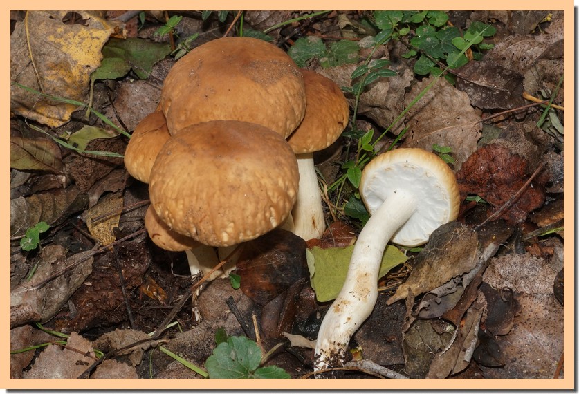 agrocybe cylindracea 18.jpg