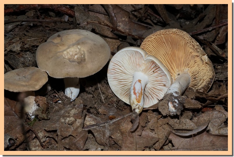 lactarius acris.jpg