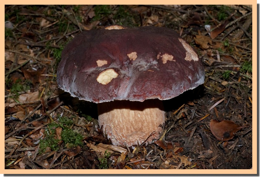 boletus pinophilus 14.jpg