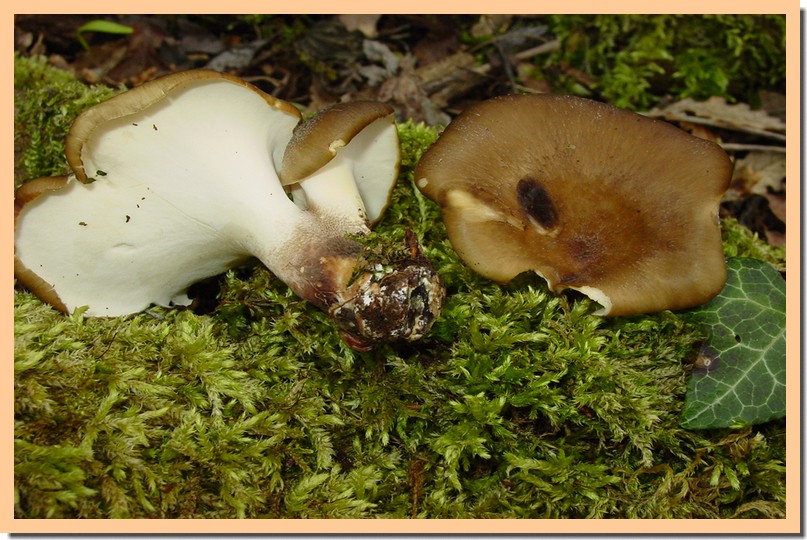polyporus badius.jpg