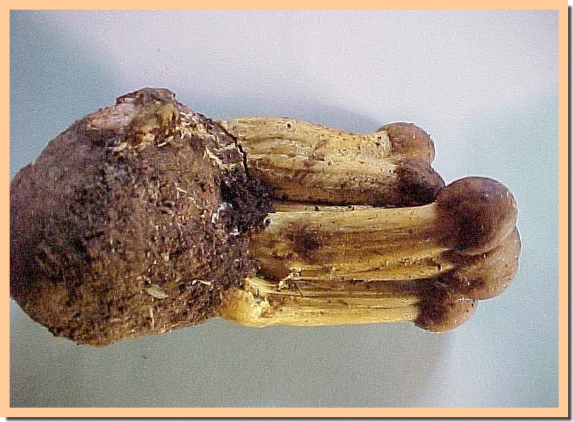 Tolypocladium capitatum.jpg
