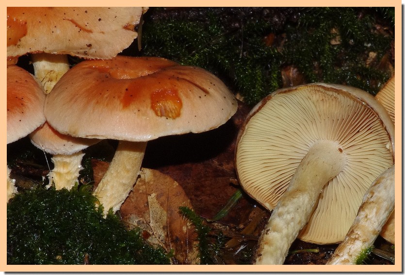 Pholiota astragalina2.jpg