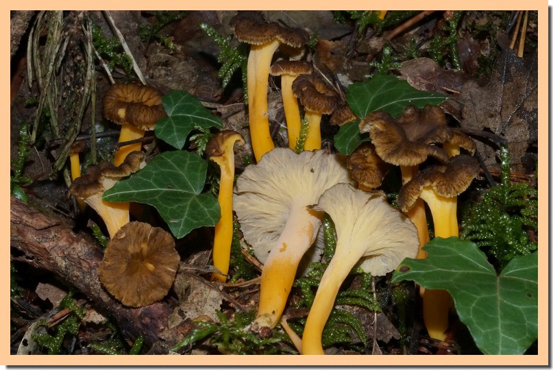 cantharellus lutescens3.jpg