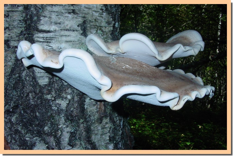 piptoporus betulinus.jpg