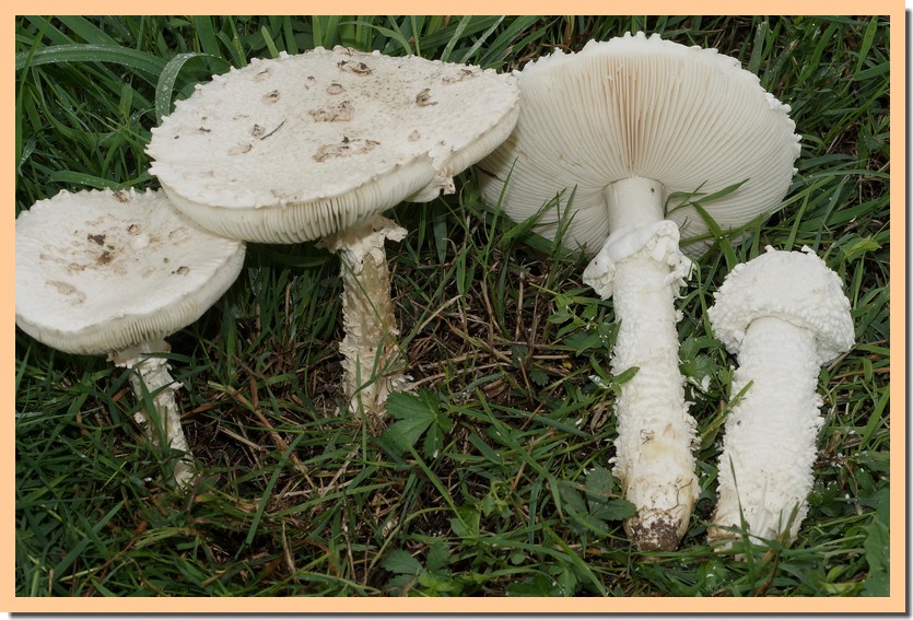 amanita vittadinii 22.jpg