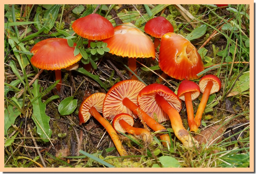 hygrocybe coccinea 19.jpg