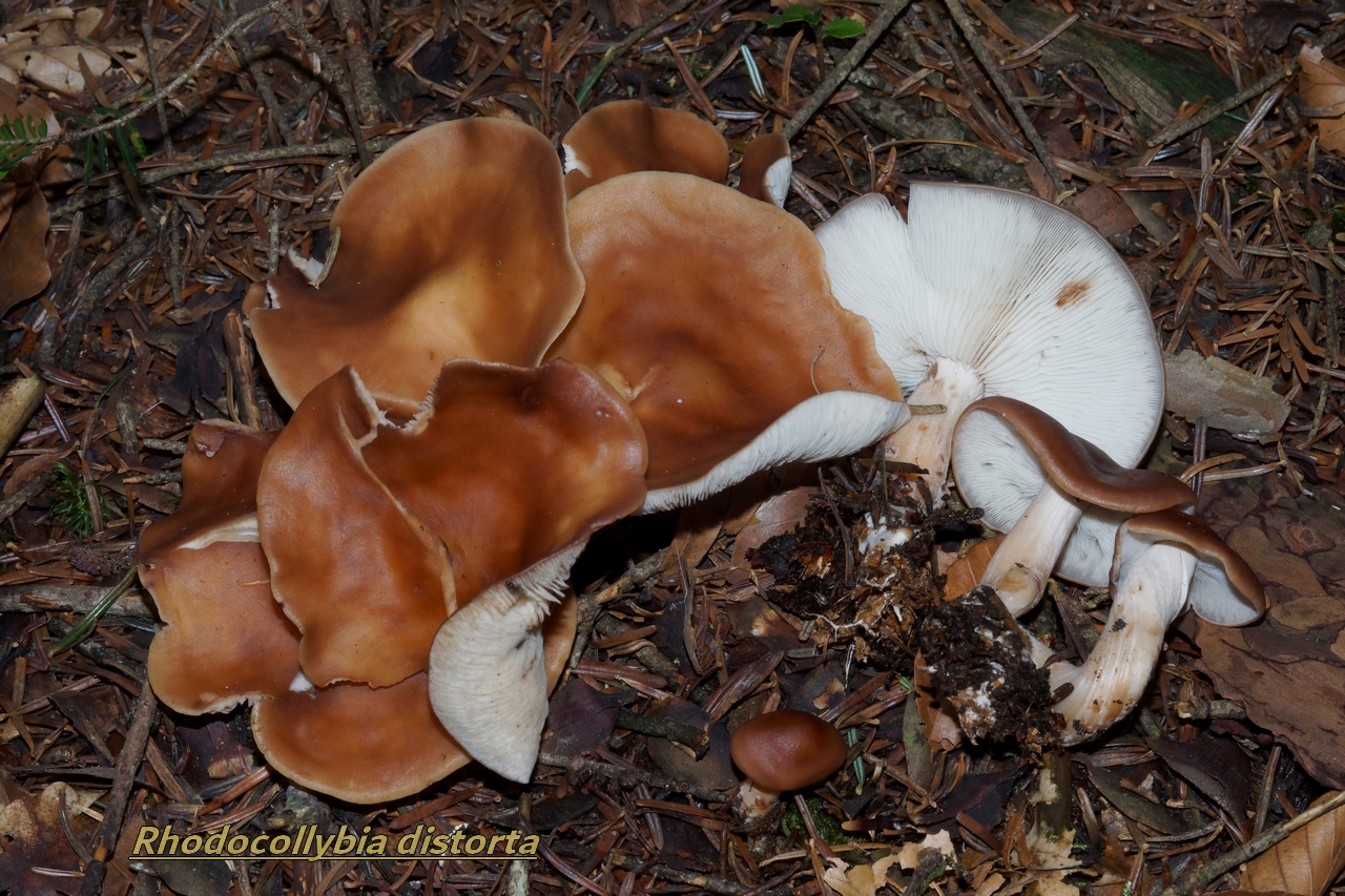 rhodocollybia distorta 25.JPG