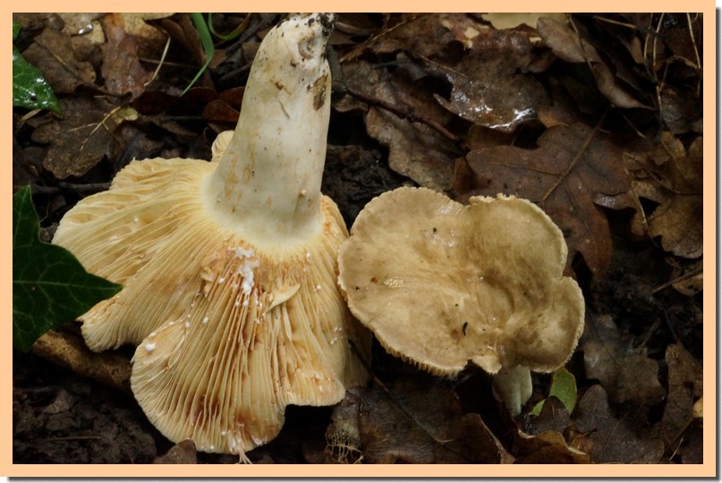 lactarius pterosporus 14.jpg