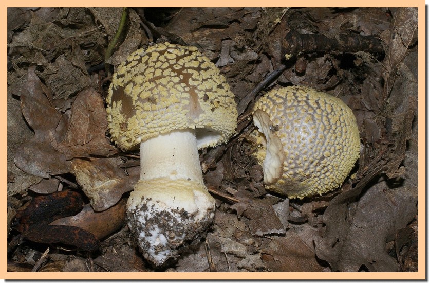 amanita franchetii 10.jpg