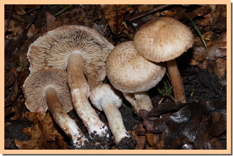 inocybe fraudans 14.jpg