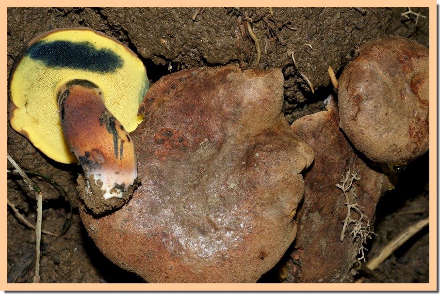 boletus pulverulentus3.jpg