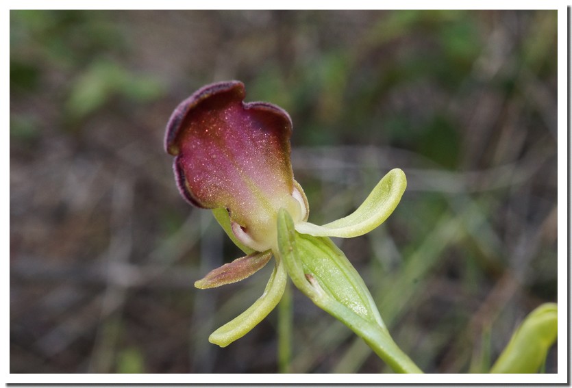 ophrys iricolor 2.jpg