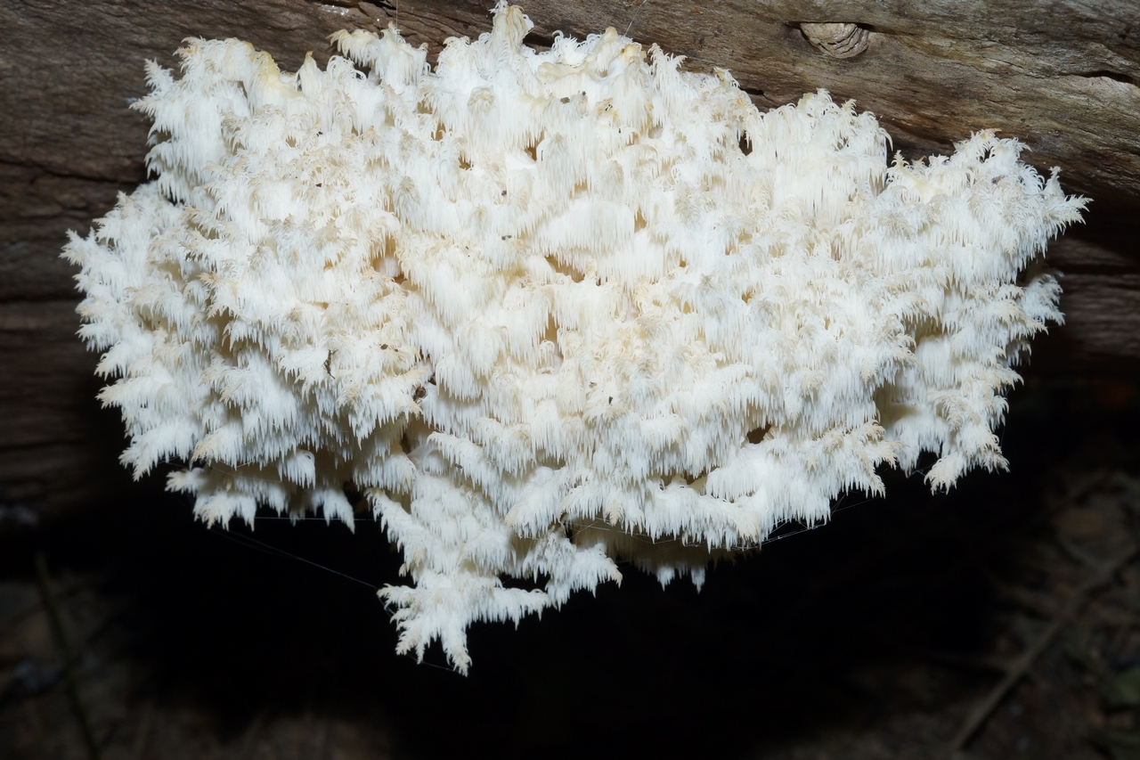 hericium clathroides 25.JPG