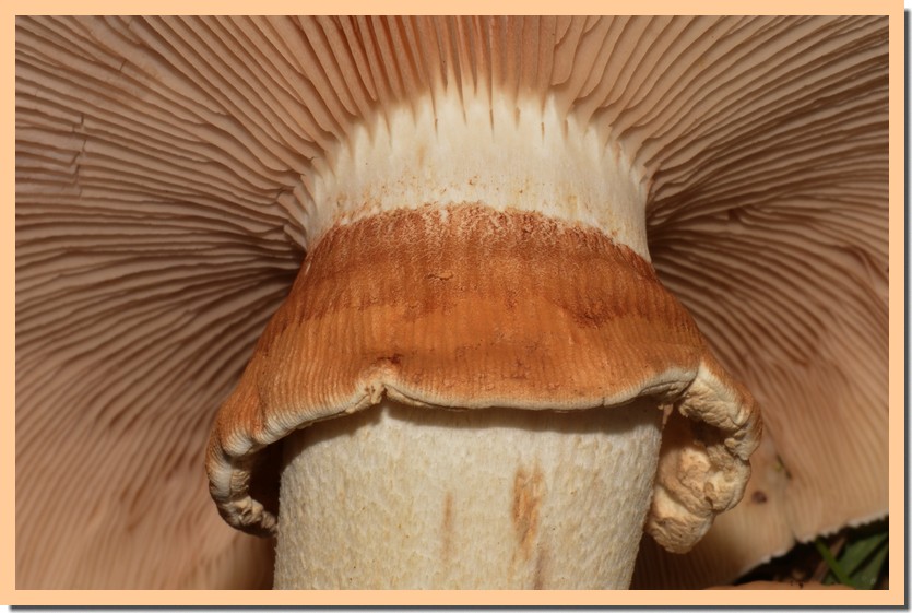 Pholiotes - Pholiota Adiposa « Mycélium – Les 400 Pieds de Champignon