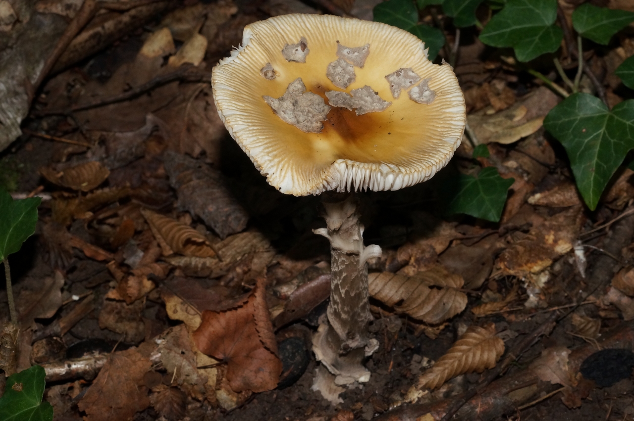 amanita ceciliae 22.1.JPG