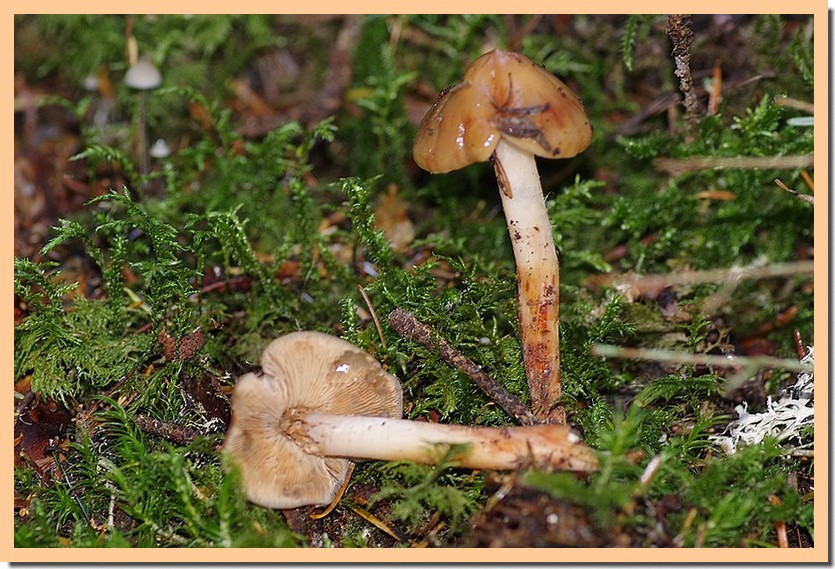 Phaeocollybia lugubris.jpg