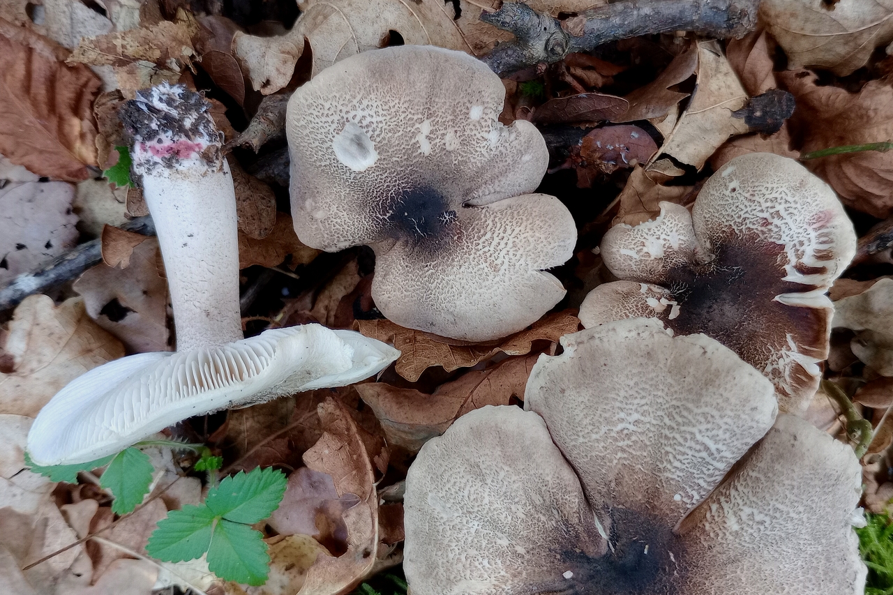 tricholoma basirubens 25.jpg