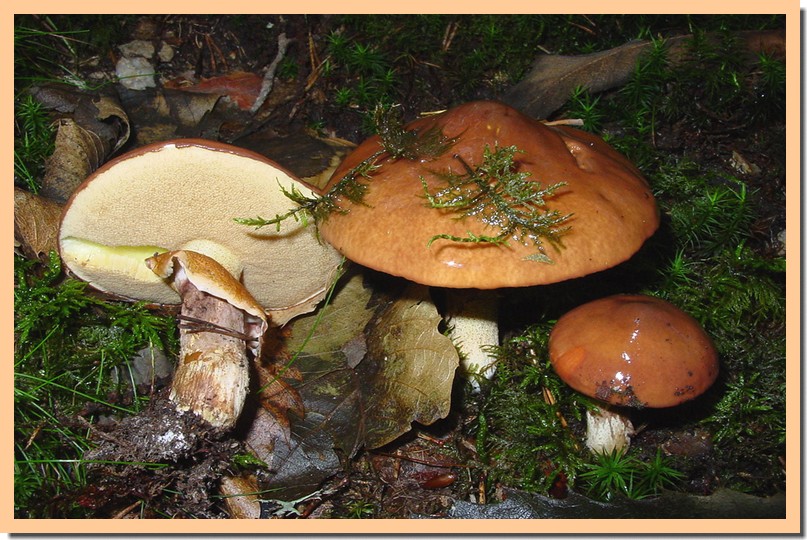 suillus luteus2.jpg