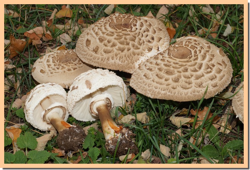 macrolepiota rhacodes 20 2.jpg