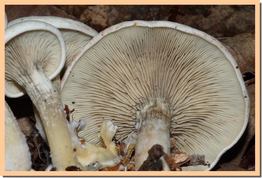 rhodocybe mundula 23 1.jpg