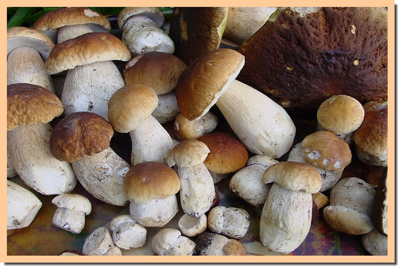 boletus edulis10.jpg