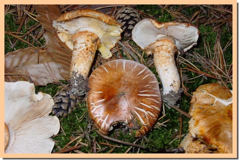 tricholoma focale.jpg