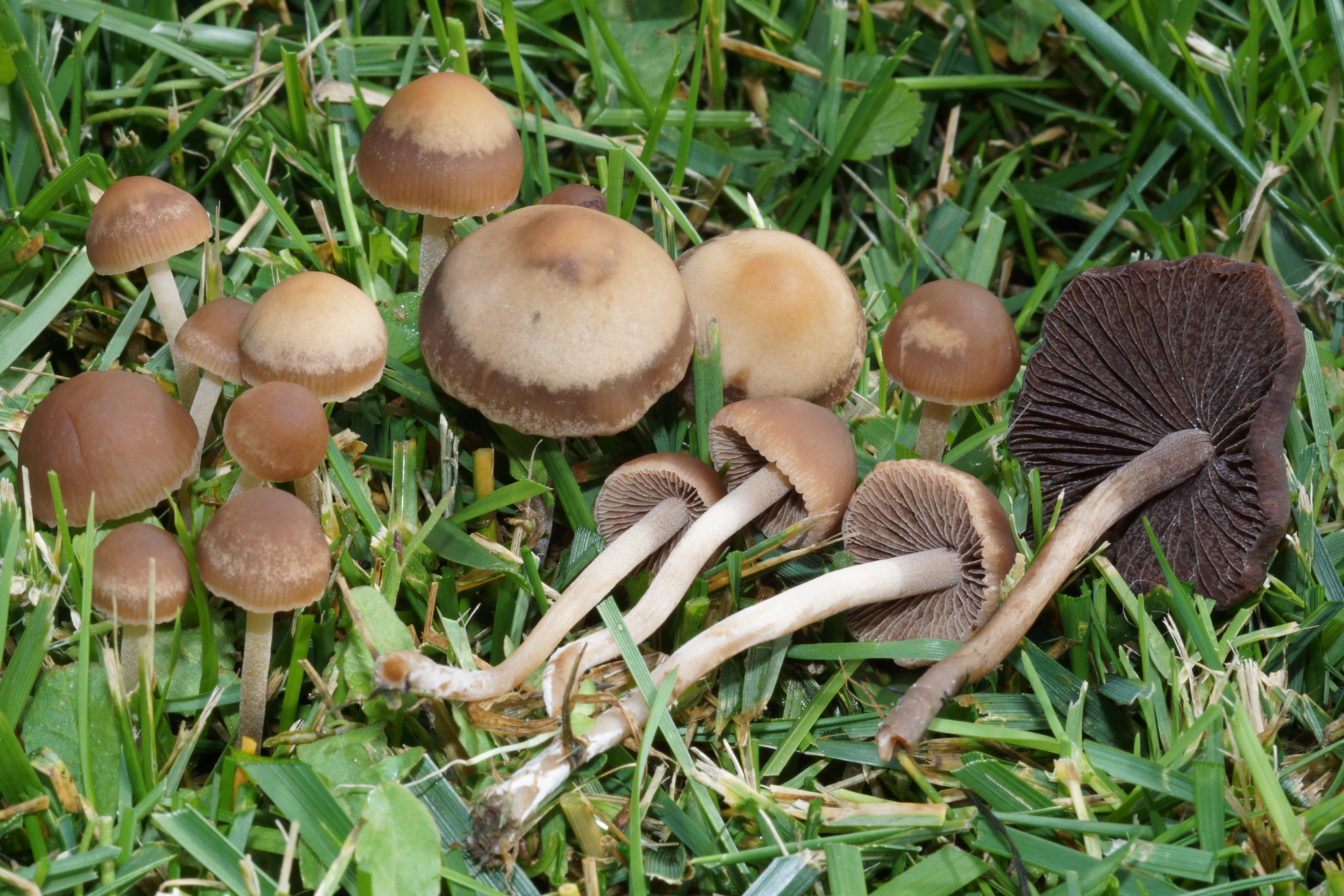 panaeolina foenisecii 26.JPG