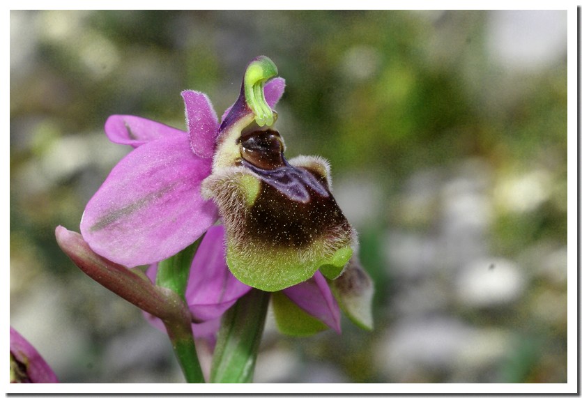 Ophrys leochroma2.jpg
