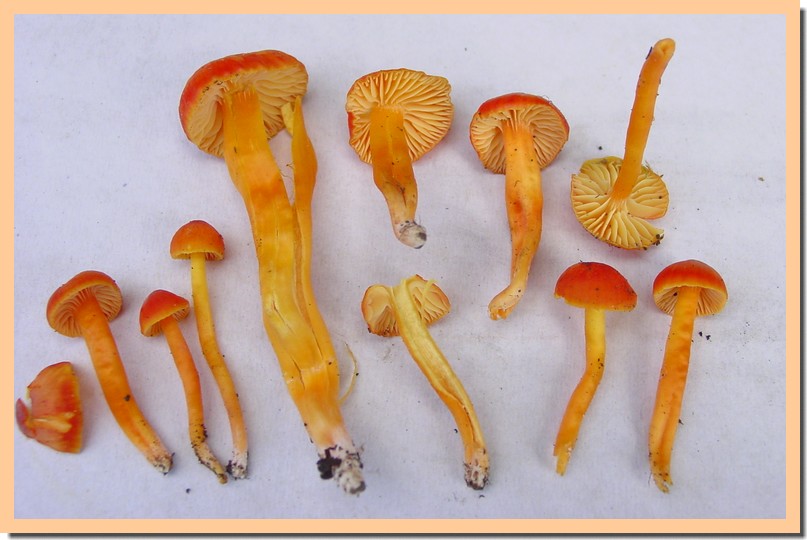 hygrocybe reae.jpg