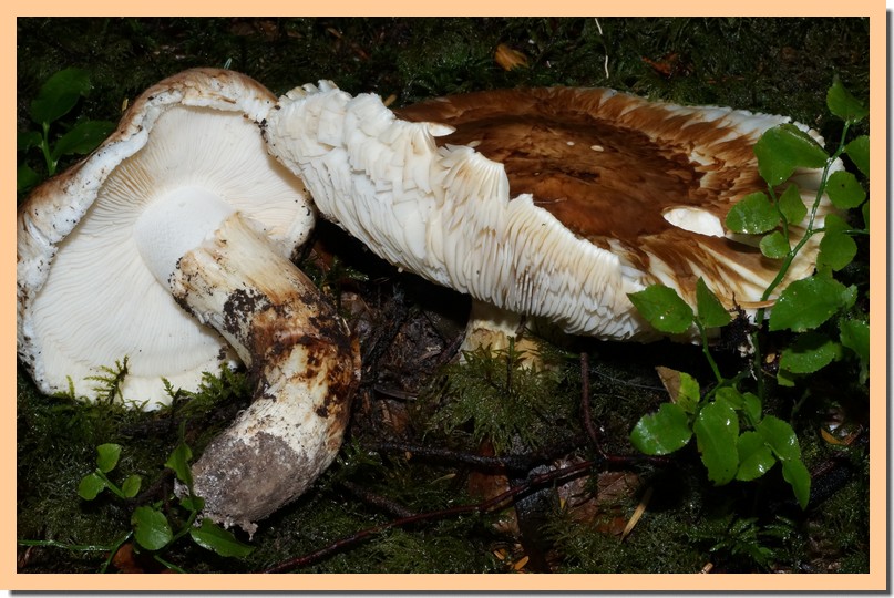 tricholoma matsutake.jpg