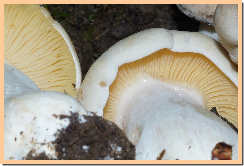 entoloma sinuatum 24-01.jpg