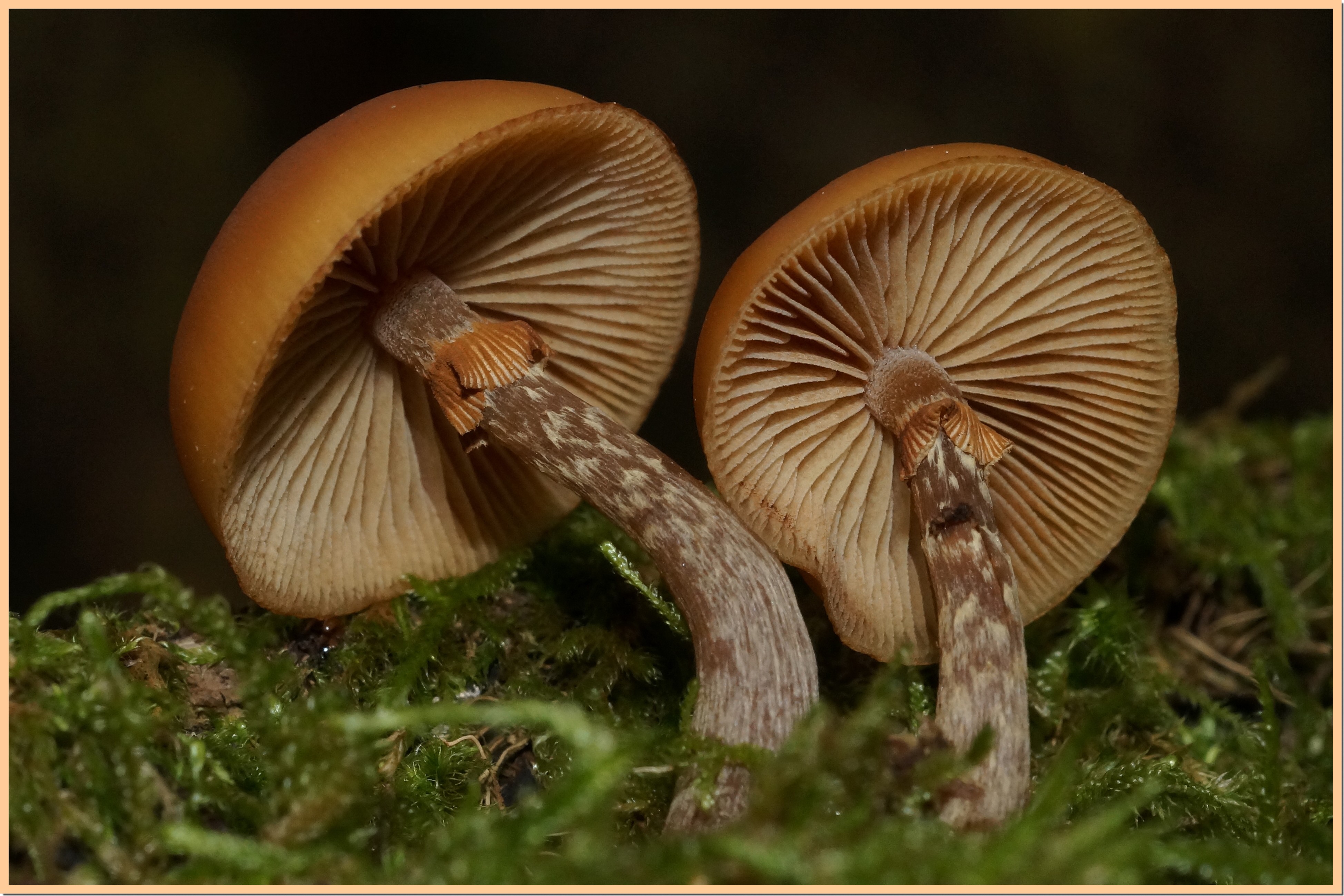 galerina marginata 21.jpg