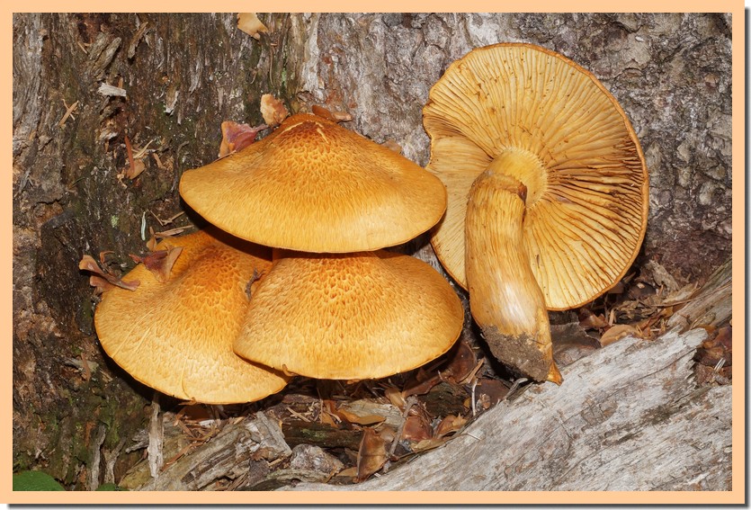 gymnopilus spectabilis 22 1.jpg