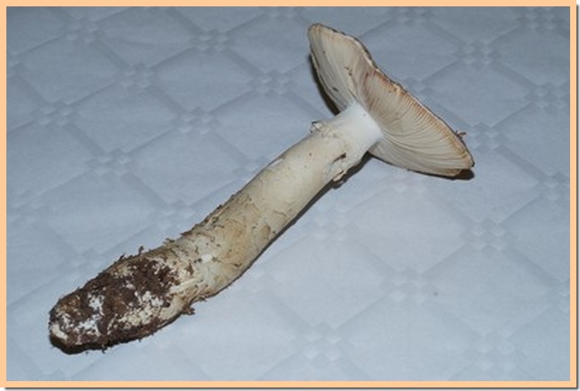 amanita ampla 16~01.jpg