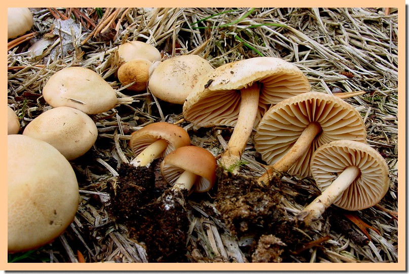 marasmius oreades.jpg