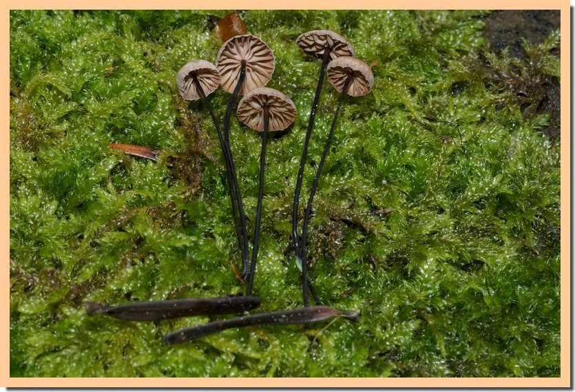 gymnopus androsaceus 23 1.jpg